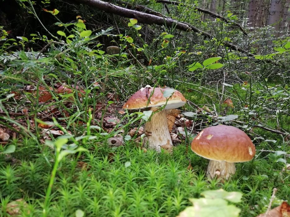 Гриби білі сушені, карпатські (сушеные белые грибы)