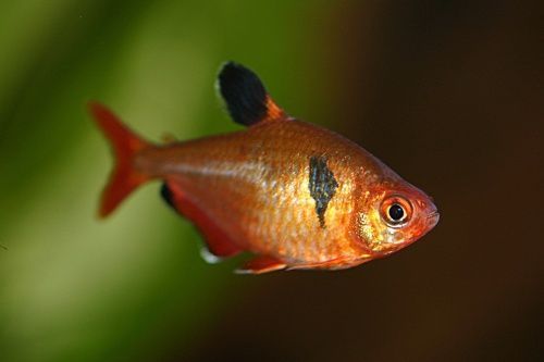 Ryba Bystrzyk Minor