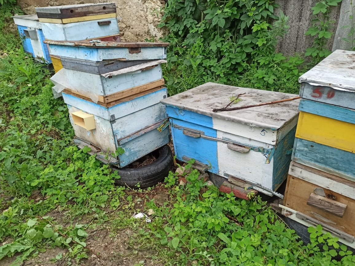 Пчелопакет, отводок, пчелосемьи, пасека, улья, медогонка 4х рамочная