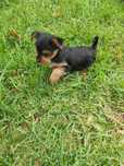 Yorkshire Terrier macho