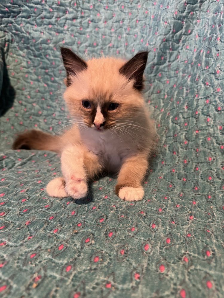 Kocurek seal mitted Ragdoll - odbiór połowa sierpnia
