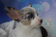 Welsh Corgi Cardigan dziewczynka blue merle DO ODBIORU