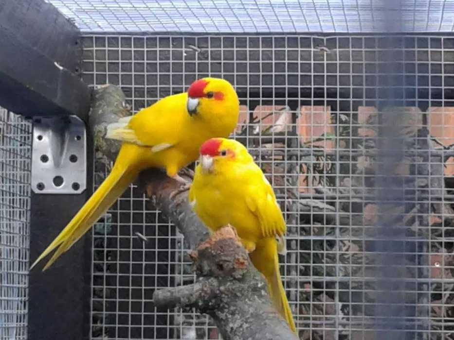 Ручные,яркие,прыгающие попугаи какарик