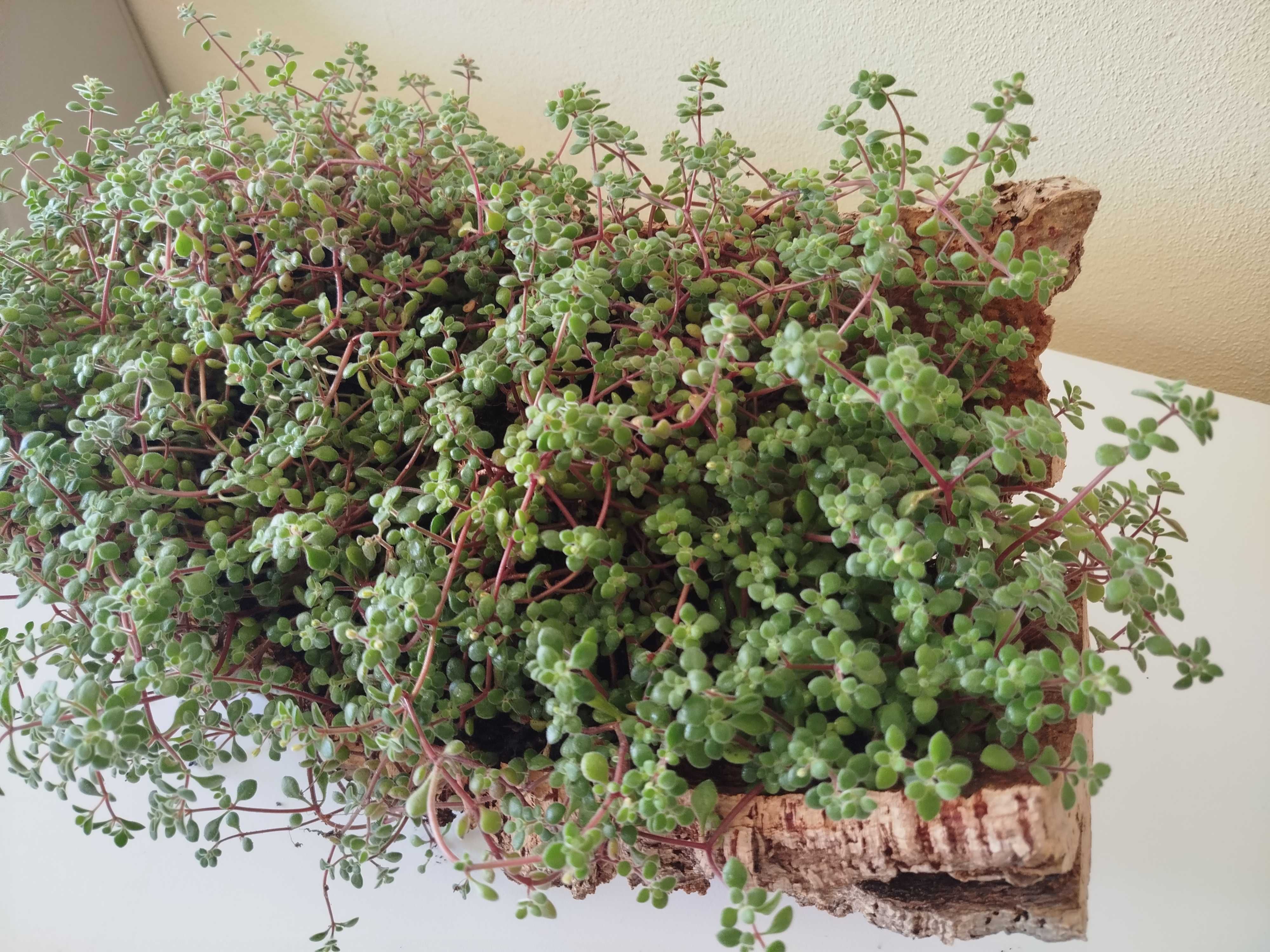 Planta em casco de cortiça