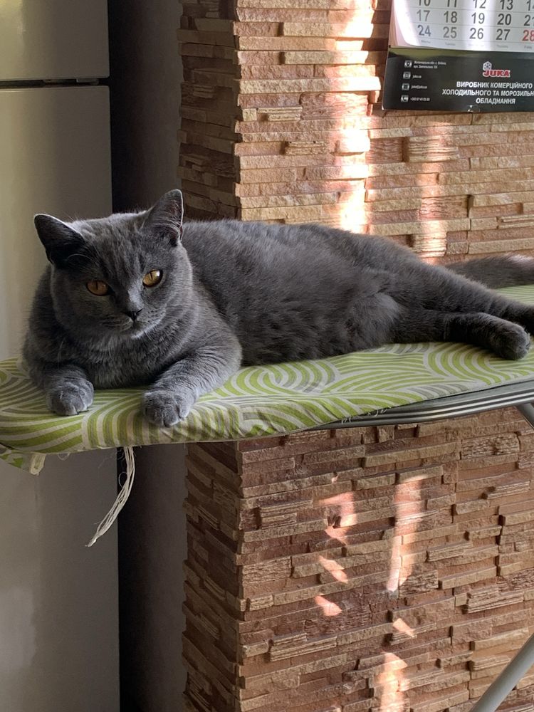 Британські кошенята.