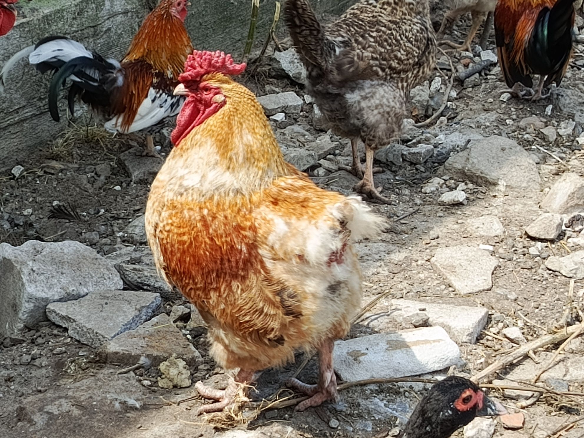 Koguty zeszłoroczne do sprzedaży