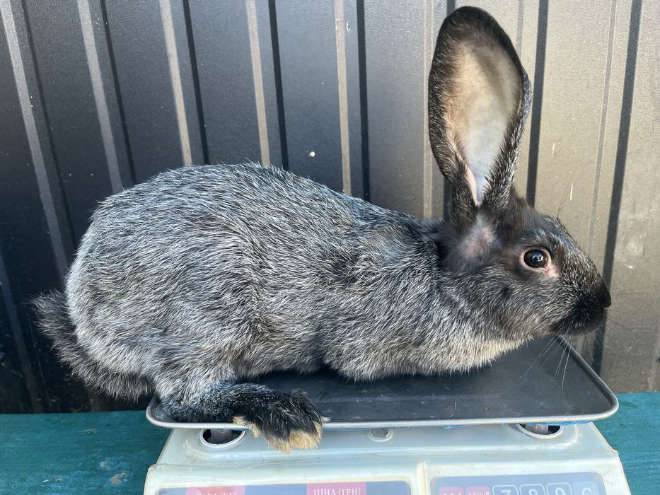 Продаються кролі