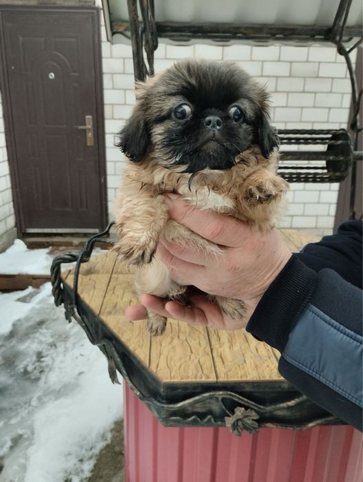 Продам цуценят Пекінесиків