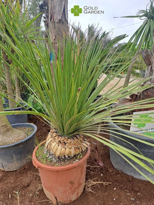 Escolha já a sua palmeira! Jardim / Plantas / Árvores