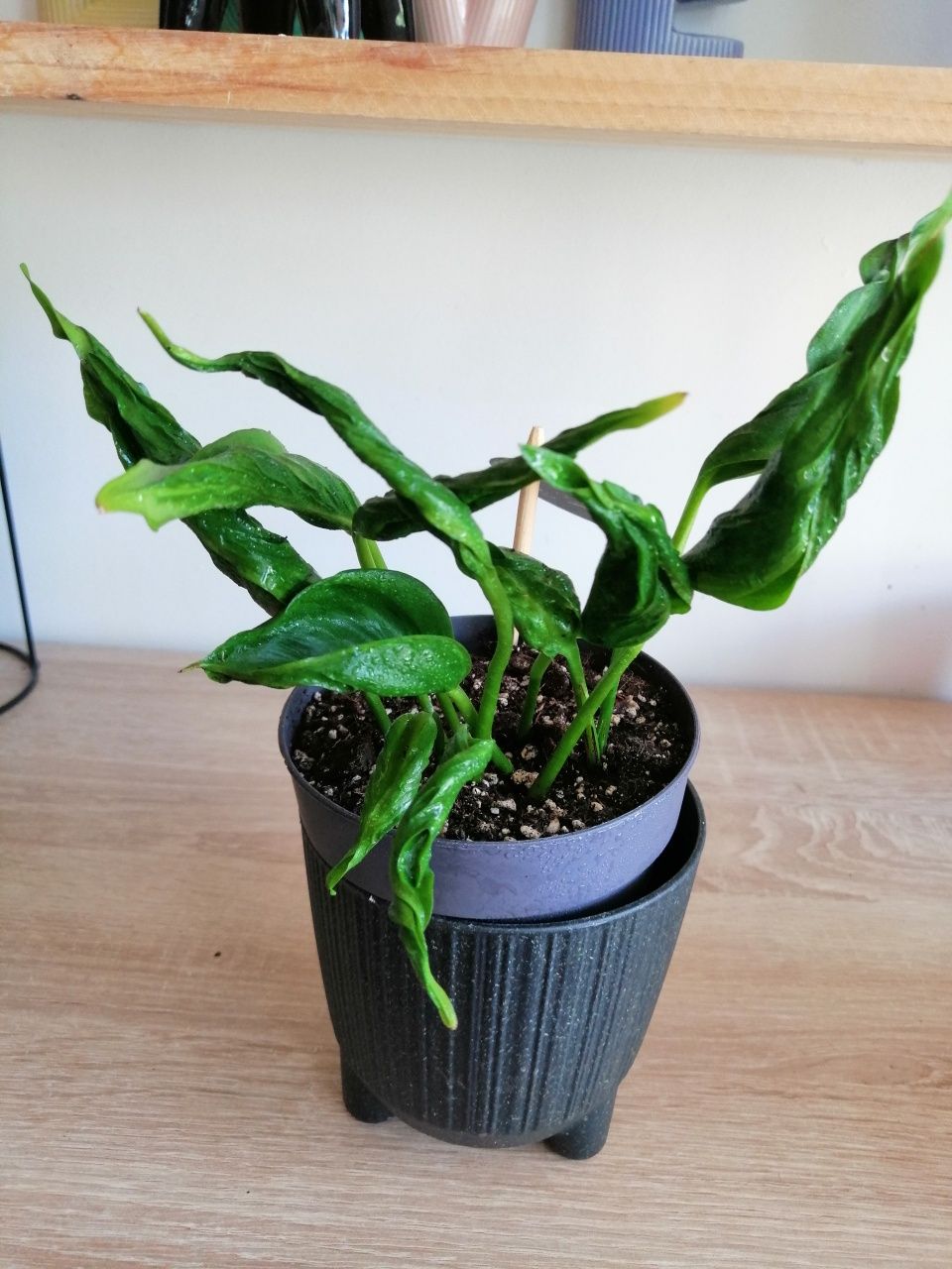 Epipremnum, filodendron, begonia i inne.