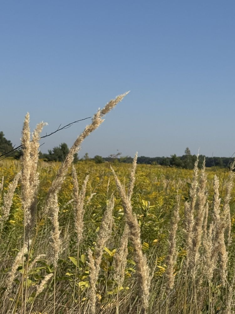 Продаж земельної ділянки, Горбовичі, біля лісу, 5 га