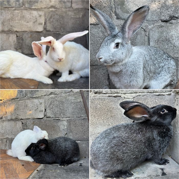 Продам кроликов