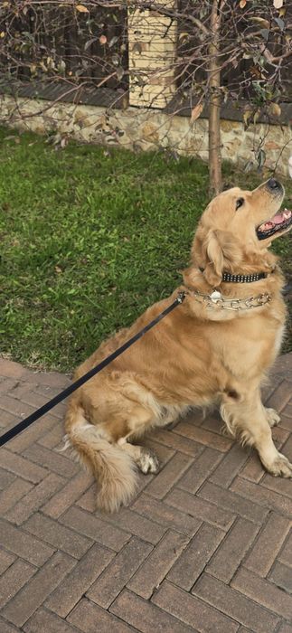 Золотистий ретрівер кобель для вязки