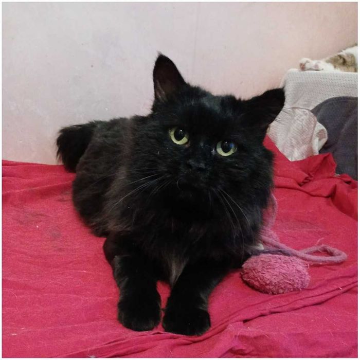 Шикарный кот, черный и пушистый, 2 года
