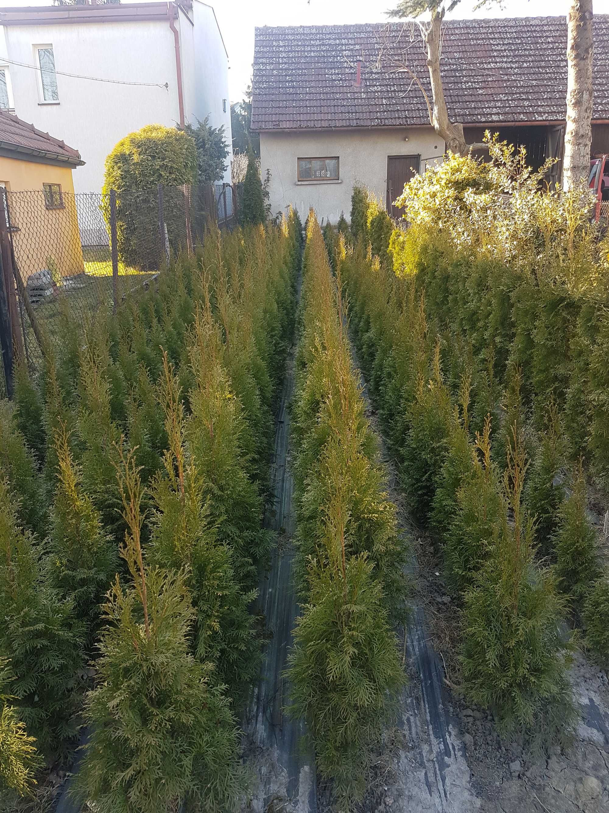 Tuja ,Thuja, Tuje, Thuje Szmaragd