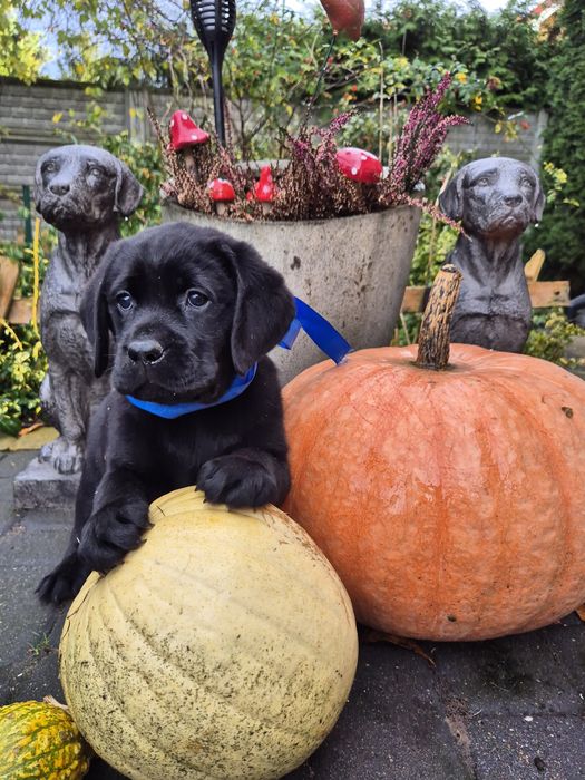 Labrador Retriever czarny pies
