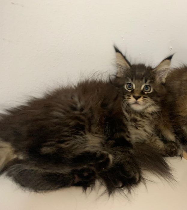 Maine Coon (PL)FPL samodzielny