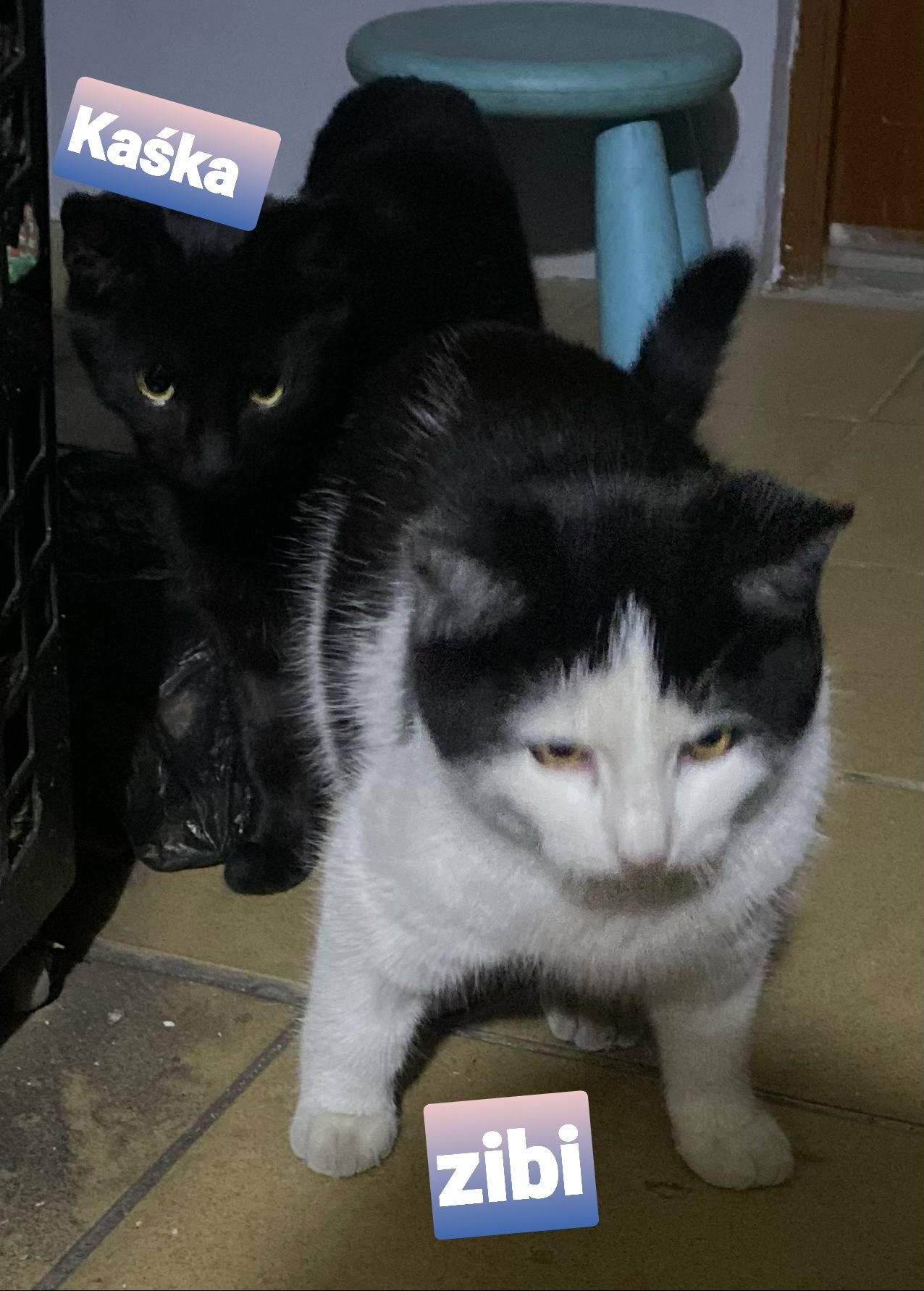 9 miesięczne kociaki Kasia i Zybi do adopcji .