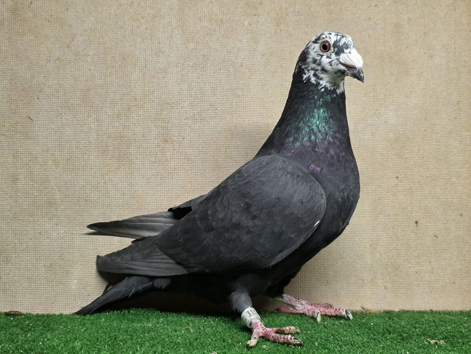 Gołębie pocztowe tygrysy