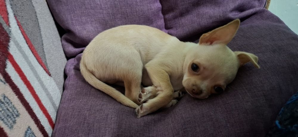 Цуценя чіхуахуа 16.09.25