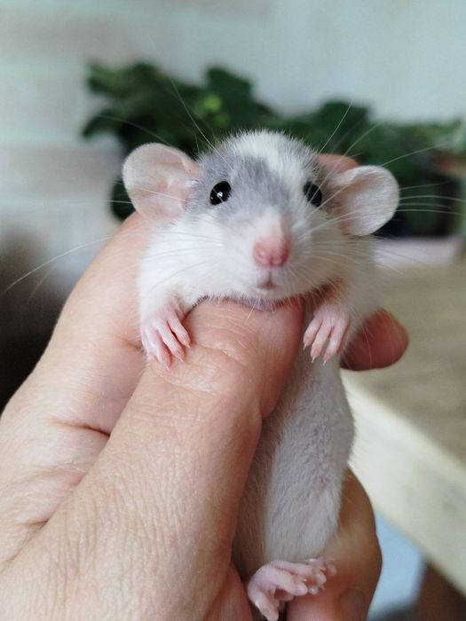 Мальчик. Крысята дамбо