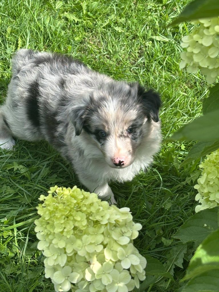 Border collie - piesek blue merle
