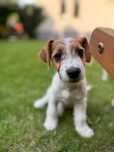 Jack Russell Terrier wzorcowa SUCZKA od #SMARTIE JACKS# female Jack