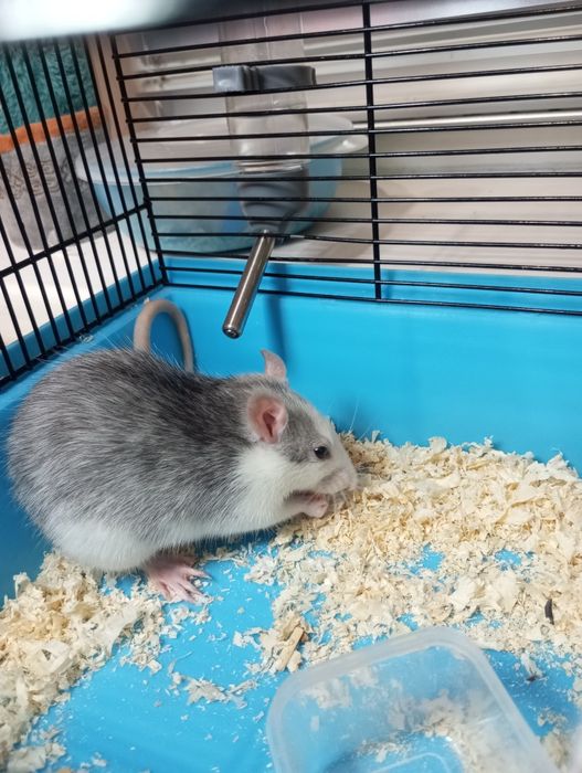 Продам крыс с клеткой 550 грн