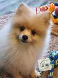 Szpic miniaturowy - pomeranian - piękny kawaler Dario