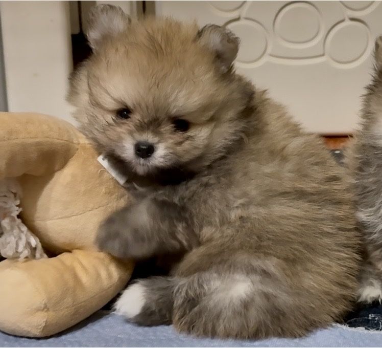 Szpic miniaturowy pomeranian chlopiec FCI