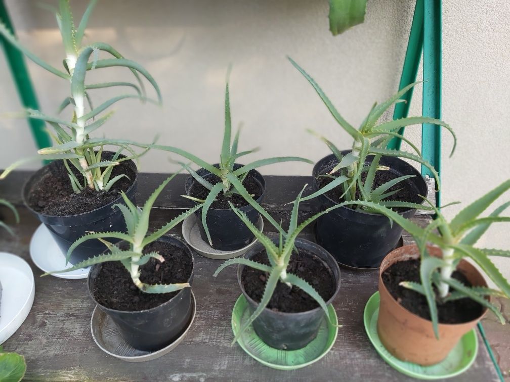 Aloes duży i mały