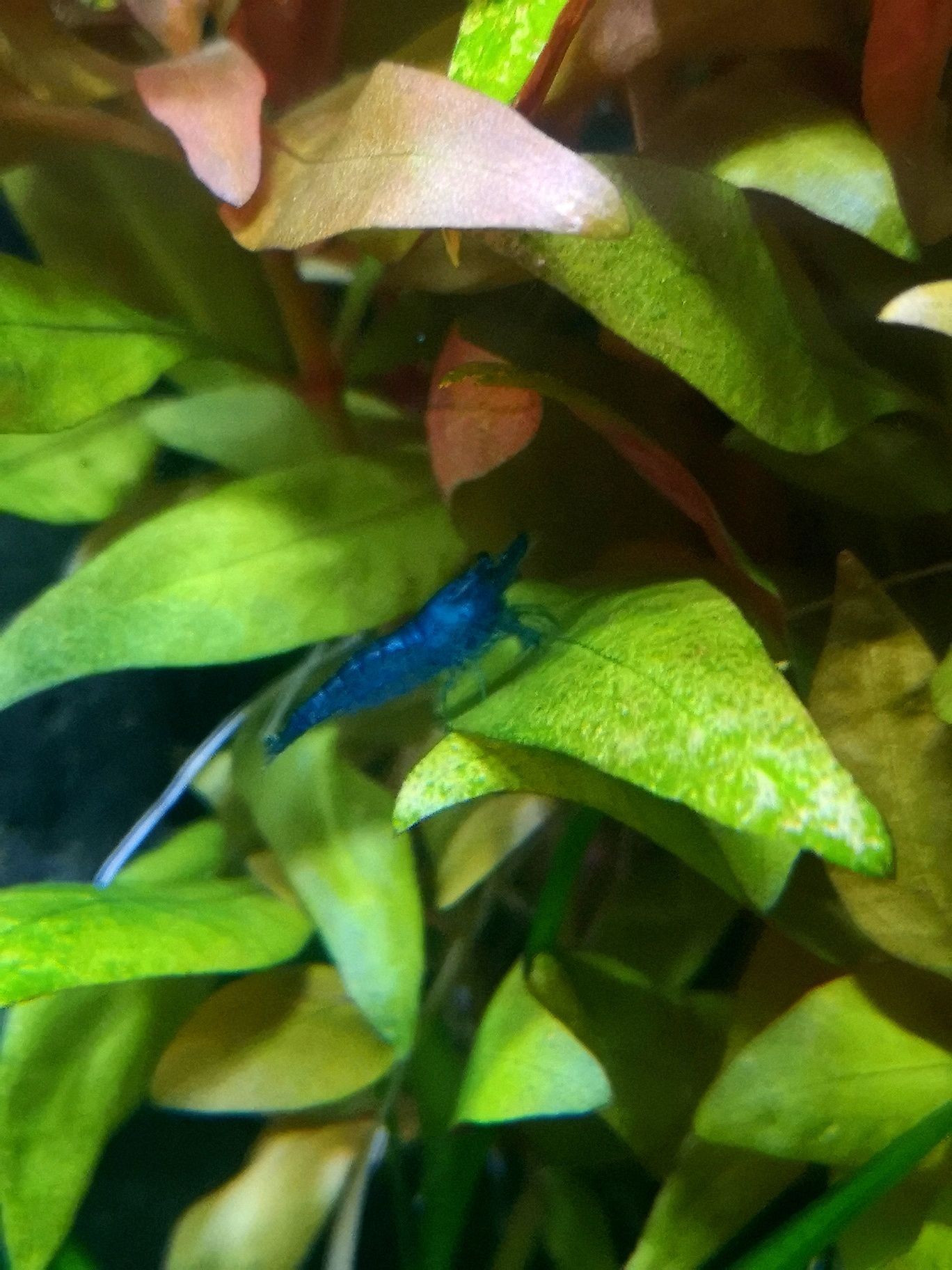 Camarões Neocaridina Blue Dream