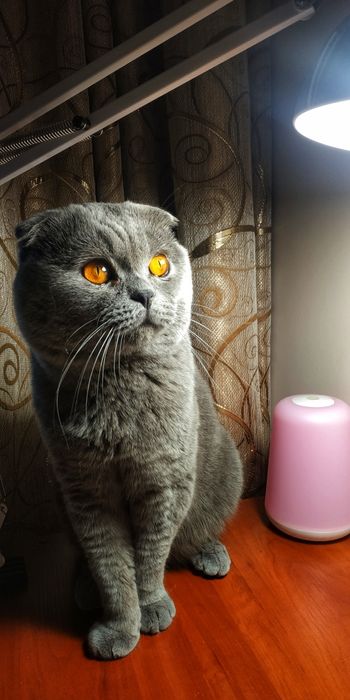 В'язка висловухий шотландський кіт