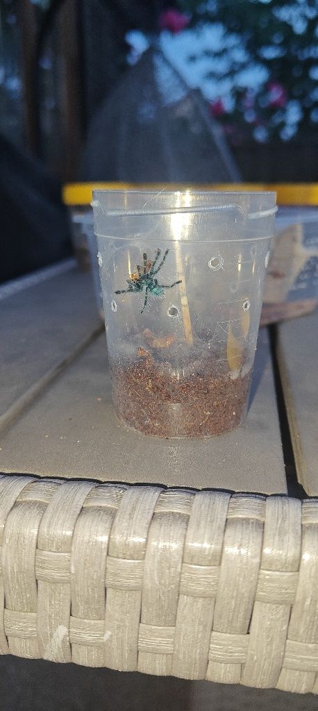 Caribena Versicolor L2/3