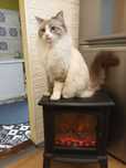 Ragdoll kotka pohodowlana.