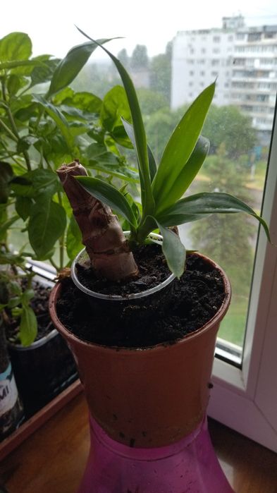 Комнатная юкка .