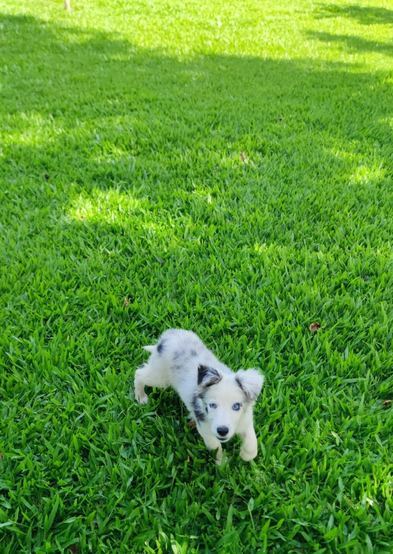 Border Collie Blue Merle fêmea (olhos azuis)