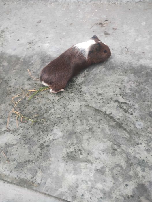 Świnki morskie do sprzedania