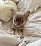 Chihuahua mini liliowy Piesek