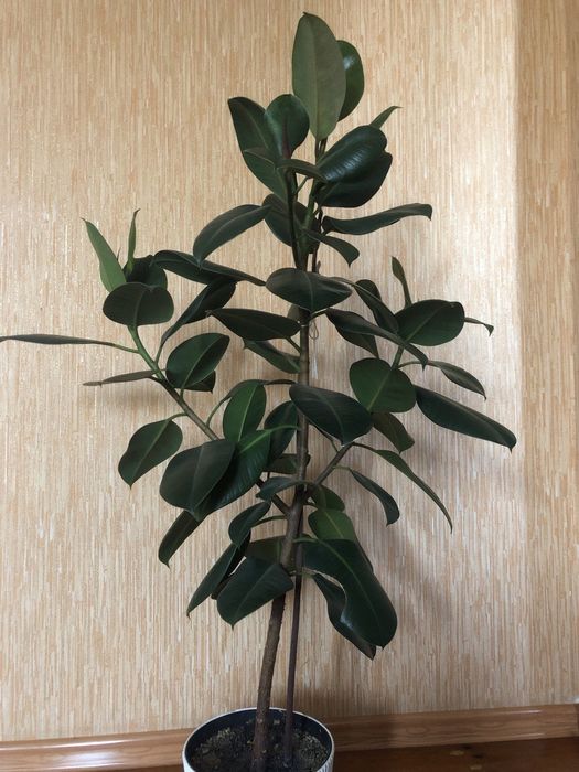Фікус, висота 1м25см кімнаті рослини, вазон,Фікус каучуконосний (Ficus