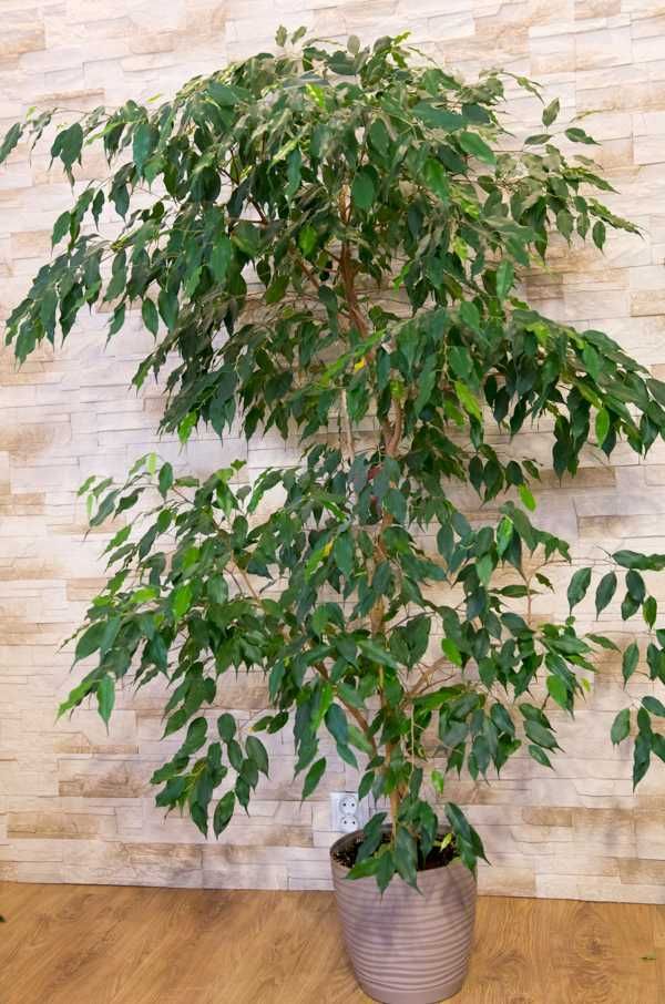 Ficus benjamina 170cm