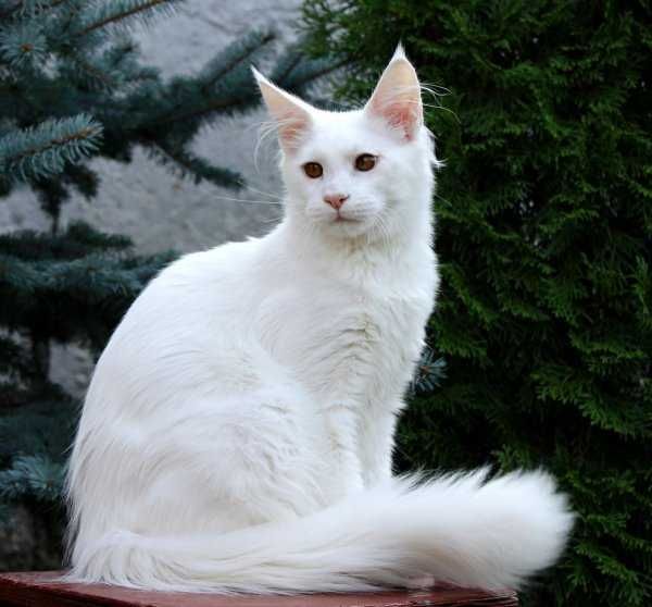 Белые Черные Красные котята породы Мейн-кун мальчики и девочки