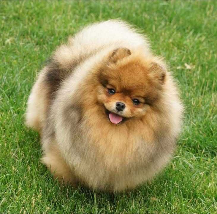 Suczka pomeranian szpic miniaturowy ZKwP