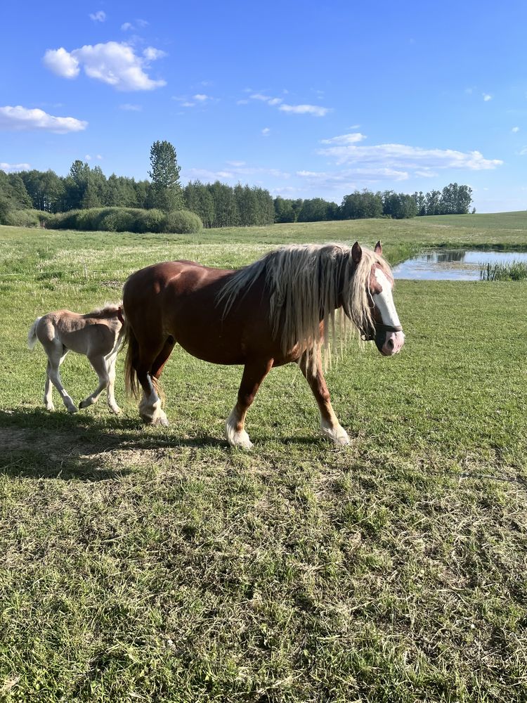 Sprzedam konie zimnokrwiste