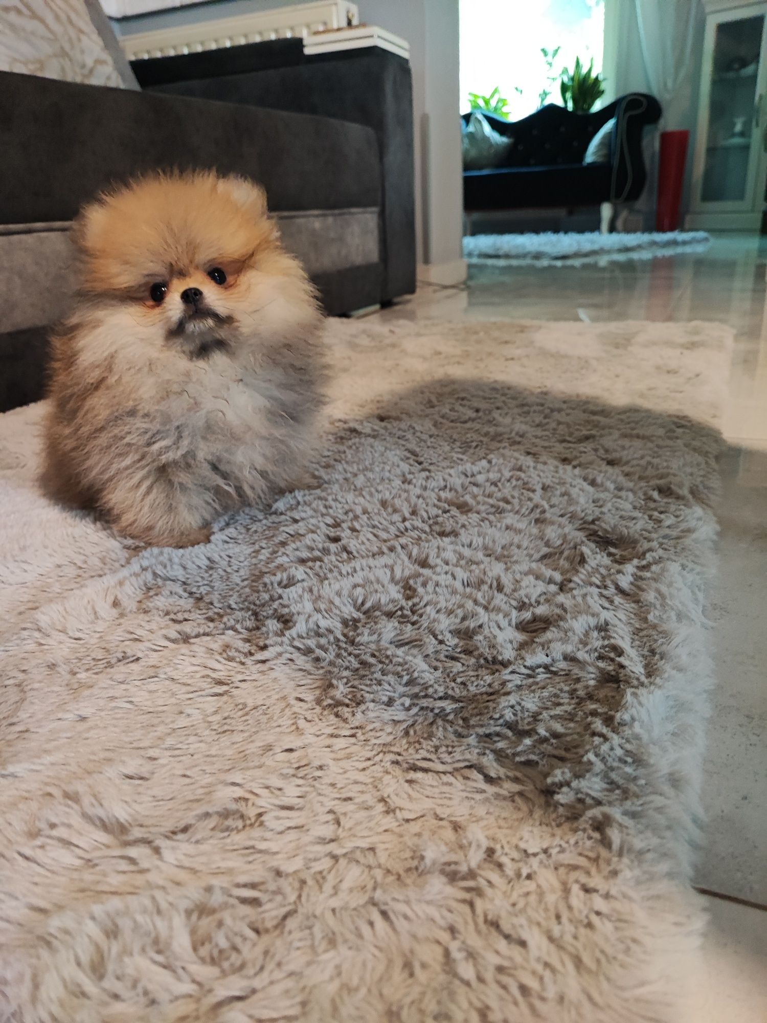 Pomeranian suczka typ misia