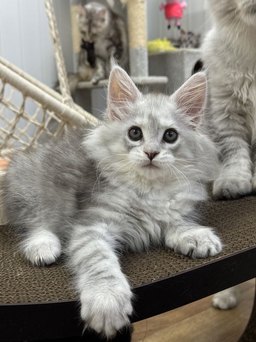 Мальчик голубой на высоком серебре эксклюзив котенок мейн кун