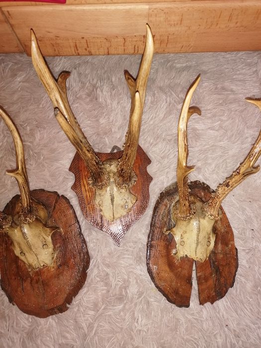 3 poroża na deseczkach