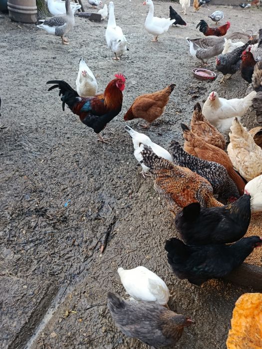 Jajka od kur z wolnego wybiegu