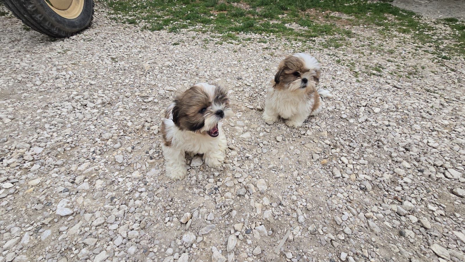 SHIH TZU śliczny szczeniak