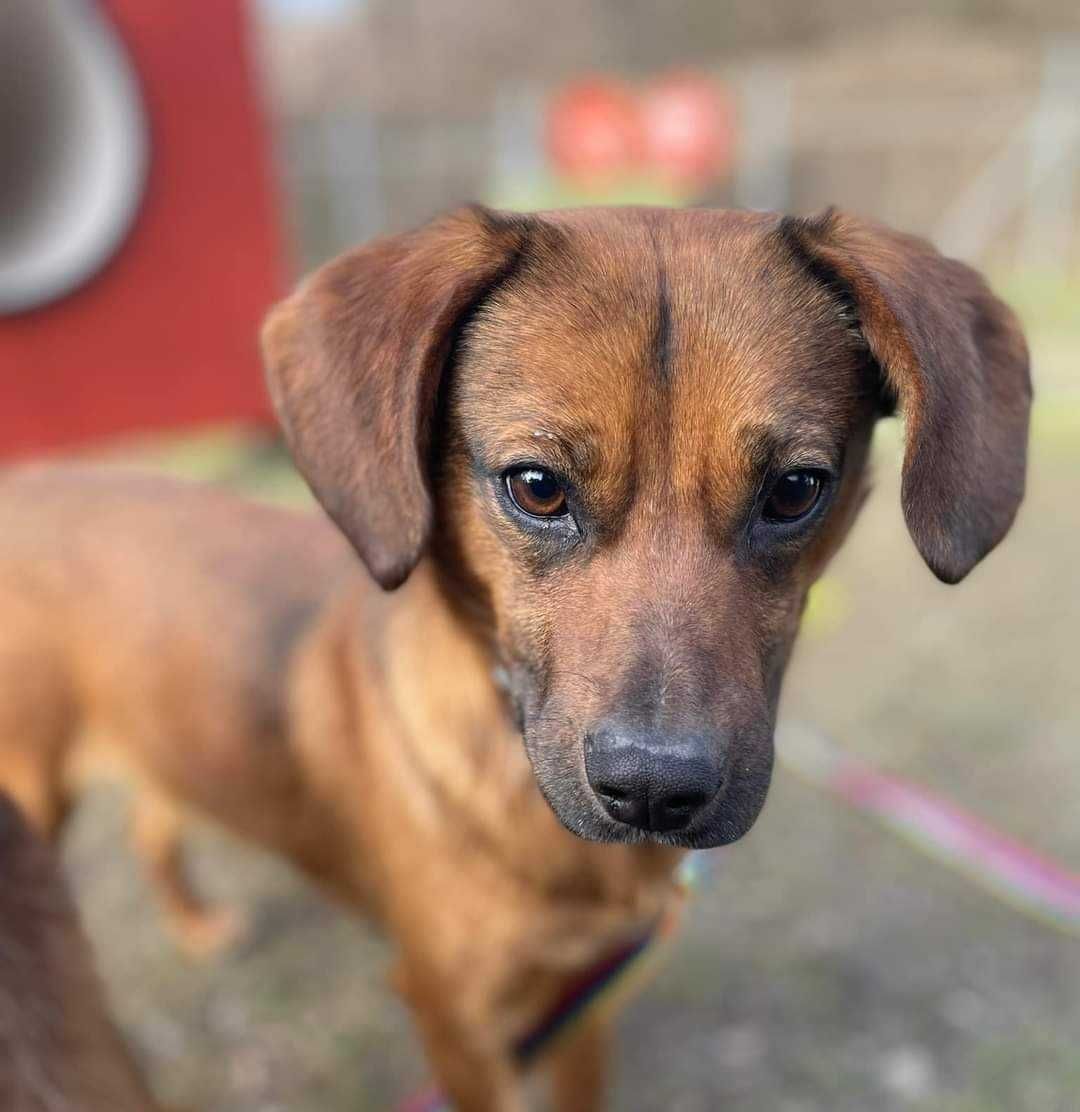 Uroczy i mały psiak do adopcji! Czeka w schronisku na dom